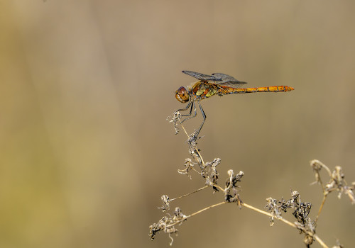 sympetrum striolatum  le sympetrum strie  male