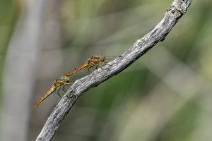 sympetrum vulgatum sympetrum commun couple sympetrum vulgatum sympetrum commun couple