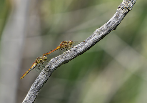 sympetrum vulgatum  sympetrum commun  couple