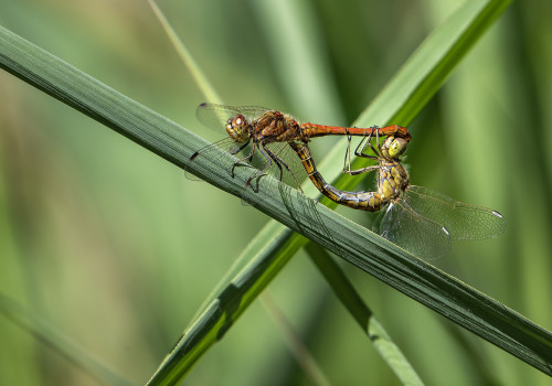 sympetrum vulgatum  sympetrum commun  couple
