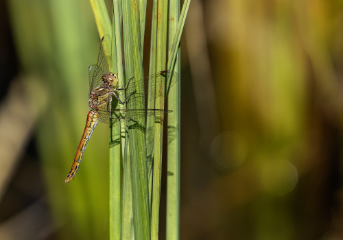 sympetrum vulgatum  sympetrum commun  femelle