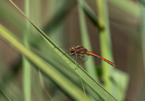sympetrum vulgatum  sympetrum commun  male