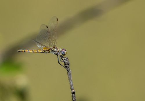 trithemis annulata  le trithemis pourpre  femelle