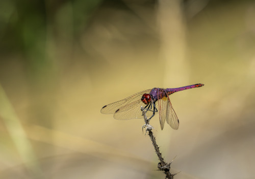 trithemis annulata  le trithemis pourpre  male