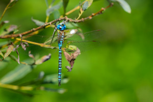 aeshna affinis aeschne affine male aeshna affinis aeschne affine male
