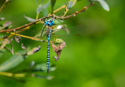 aeshna affinis aeschne affine male aeshna affinis aeschne affine male