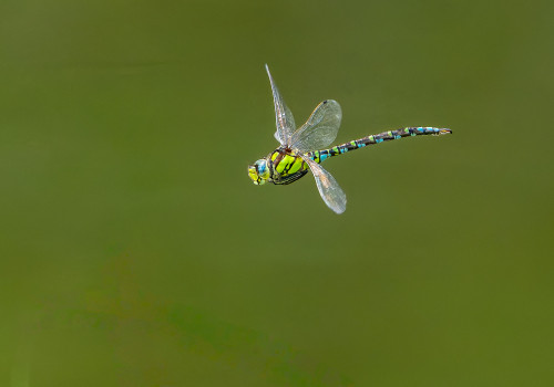 aeshna cyanea aeschne bleue male aeshna cyanea aeschne bleue male