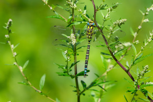 aeshna cyanea aeschne bleue male aeshna cyanea aeschne bleue male