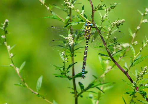 aeshna cyanea aeschne bleue male aeshna cyanea aeschne bleue male