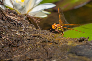 aeshna grandis grande aeschne aeshna grandis grande aeschne