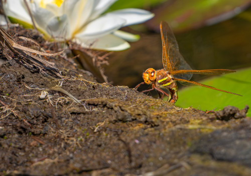 aeshna grandis grande aeschne aeshna grandis grande aeschne