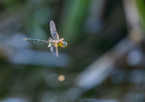 aeshna mixta aeschne mixte male aeshna mixta aeschne mixte male