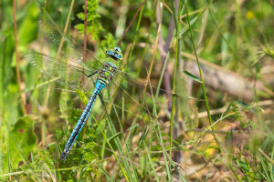 anax imperator anax empereur male anax imperator anax empereur male