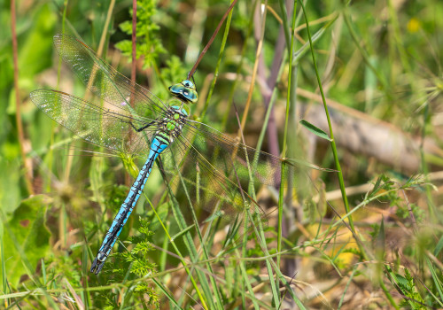 anax imperator anax empereur male anax imperator anax empereur male