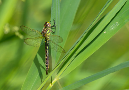 brachytron pratense aeschne printaniere femelle brachytron pratense aeschne printaniere femelle