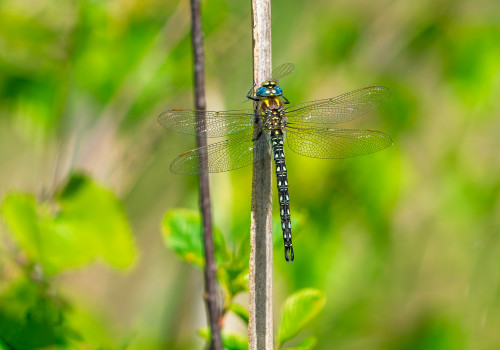 brachytron pratense aeschne printaniere male brachytron pratense aeschne printaniere male