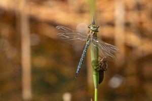 brachytron pratense aeschne printaniere male brachytron pratense aeschne printaniere male