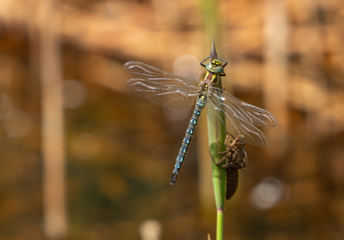 brachytron pratense aeschne printaniere male brachytron pratense aeschne printaniere male
