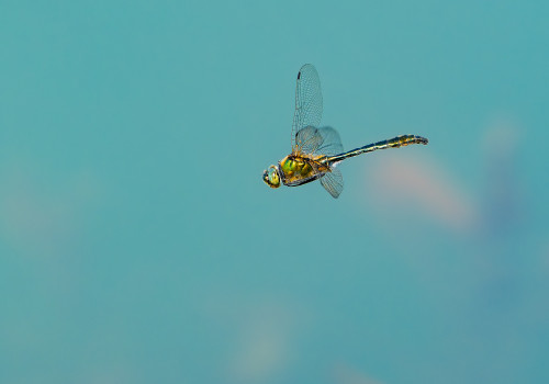 cordulia aenea cordulie bronzee male cordulia aenea cordulie bronzee male