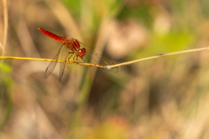 crocothemis erythraea libellule ecarlate male crocothemis erythraea libellule ecarlate male