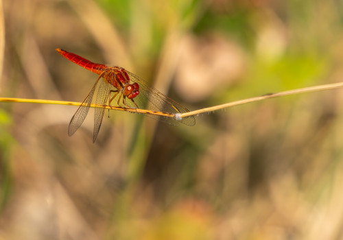 crocothemis erythraea libellule ecarlate male crocothemis erythraea libellule ecarlate male