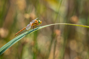 isoaeshna isoceles aschne isocele isoaeshna isoceles aschne isocele