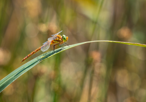 isoaeshna isoceles aschne isocele isoaeshna isoceles aschne isocele