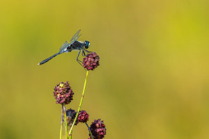 leucorrhinia albifrons leucorrhine a front blanc male leucorrhinia albifrons leucorrhine a front blanc male