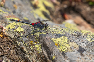 leucorrhinia dubia leucorrhine douteuse male leucorrhinia dubia leucorrhine douteuse male