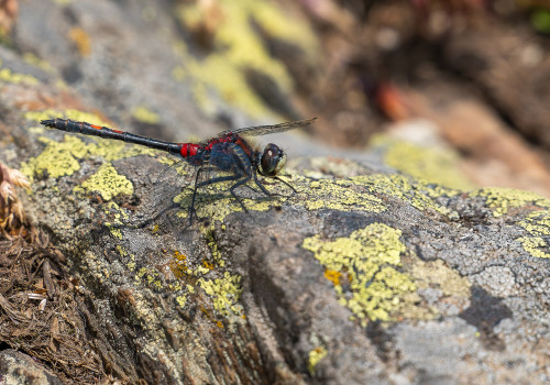 leucorrhinia dubia leucorrhine douteuse male leucorrhinia dubia leucorrhine douteuse male