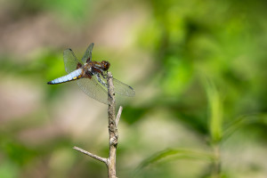 libellula depressa la libellule deprimee male libellula depressa la libellule deprimee male