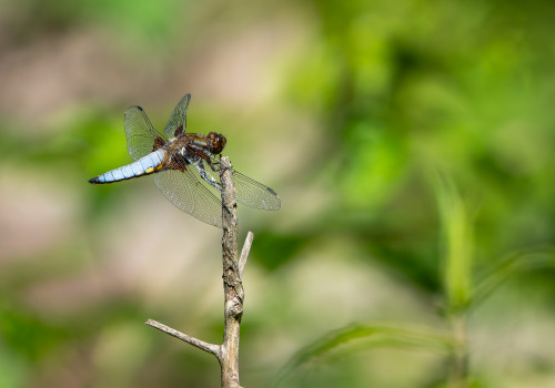 libellula depressa la libellule deprimee male libellula depressa la libellule deprimee male