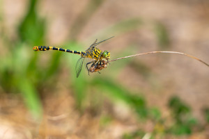 onychogomphus forcipatus gomphe a pinces male onychogomphus forcipatus gomphe a pinces male