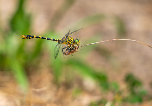 onychogomphus forcipatus gomphe a pinces male onychogomphus forcipatus gomphe a pinces male