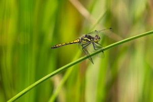 sympetrum danae sympetrum noir male sympetrum danae sympetrum noir male