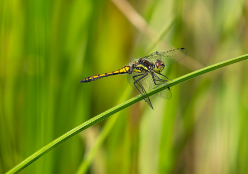 sympetrum danae sympetrum noir male sympetrum danae sympetrum noir male