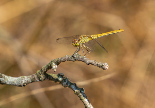 sympetrum meridionale sympetrum meridional femelle 10 sympetrum meridionale sympetrum meridional femelle 10