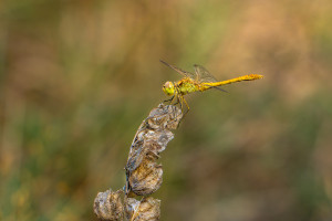 sympetrum meridionale sympetrum meridional male 10 sympetrum meridionale sympetrum meridional male 10