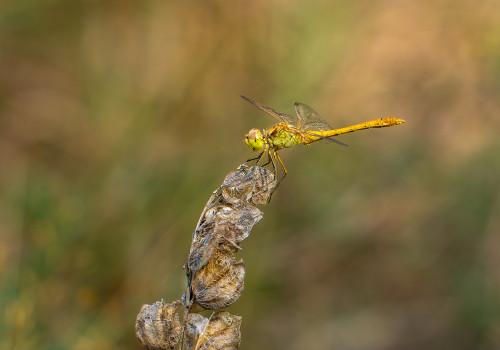 sympetrum meridionale sympetrum meridional male 10 sympetrum meridionale sympetrum meridional male 10