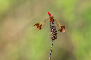 sympetrum pedemontanum sympetrum du piemont male sympetrum pedemontanum sympetrum du piemont male