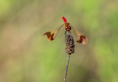 sympetrum pedemontanum sympetrum du piemont male sympetrum pedemontanum sympetrum du piemont male