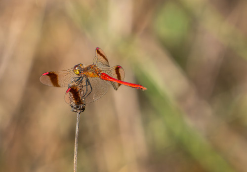sympetrum pedemontanum sympetrum du piemont male sympetrum pedemontanum sympetrum du piemont male