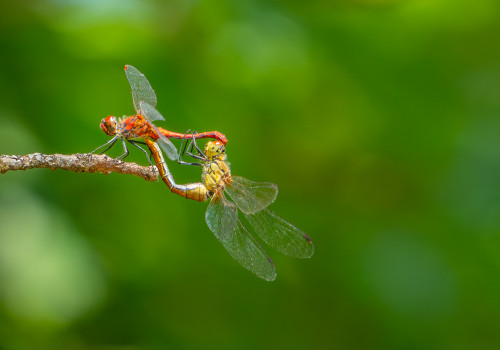 sympetrum sanguineum sympetrum rouge sang coeur copulatoire sympetrum sanguineum sympetrum rouge sang coeur copulatoire