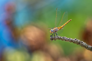 trithemis annulata trithemis pourpre femelle trithemis annulata trithemis pourpre femelle