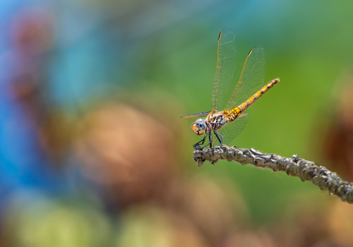 trithemis annulata trithemis pourpre femelle trithemis annulata trithemis pourpre femelle