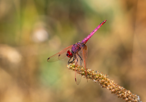 trithemis annulata trithemis pourpre male trithemis annulata trithemis pourpre male