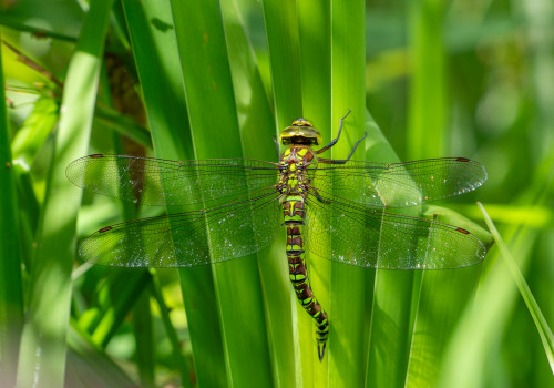 aeshna cyanea aeschne bleue femelle aeshna cyanea aeschne bleue femelle