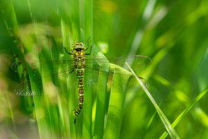 aeshna cyanea aeschne bleue femelle aeshna cyanea aeschne bleue femelle