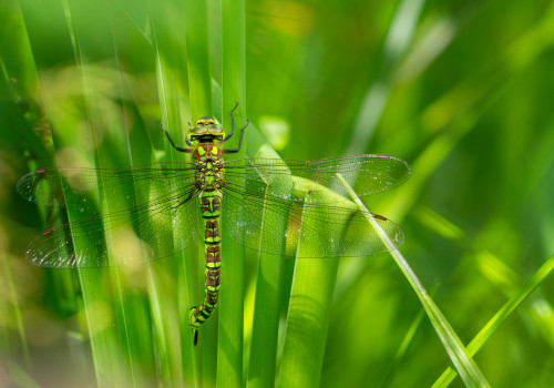 aeshna cyanea aeschne bleue femelle aeshna cyanea aeschne bleue femelle