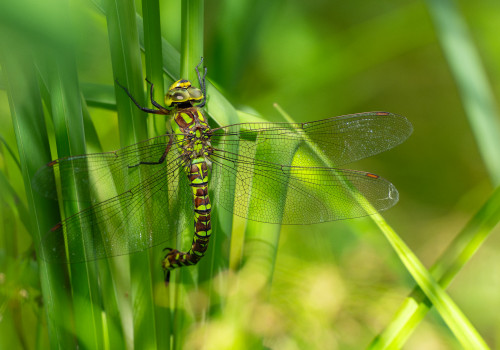 aeshna cyanea aeschne bleue femelle aeshna cyanea aeschne bleue femelle